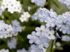 New bluebells Retro Perfume Hand-made Same item Eau de Toilette New bluebells Retro Perfume Hand-made Same item Eau de Toilette