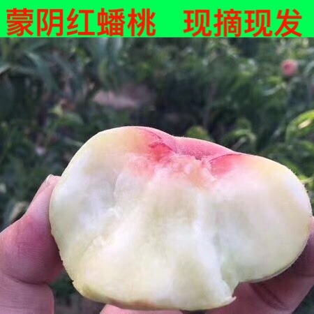 蒙阴水蜜桃蟠桃早露蟠水果时令扁桃孕妇水果脆甜蟠桃毛桃五斤现摘|msdalam kategori daging perikanan/Buah-buahan segar dan sayur-sayuran/dimasak, buah-buahan segar, Peach - dari Buy2taobao.com untuk memberikan perkhidmatan ejen Taobao profesional membeli