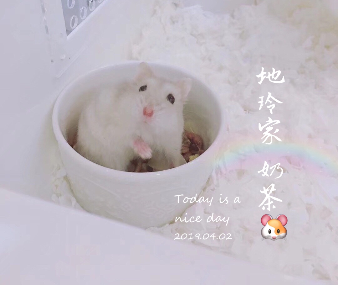 【*地玲家*】家養網紅侏儒三線倉鼠活體-奶茶倉鼠 呆萌灰灰在類目 寵物/寵物食品及用品, 倉鼠類及其它小寵, 倉鼠中 - 來自Buy2taobao.com提供專業的淘寶代購服務
