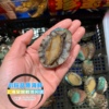 Shanghai Dalian Abalone Fresh Small abalone fresh wild Large abalone living thing 10 Seafood only Shanghai Dalian Abalone Fresh Small abalone fresh wild Large abalone living thing 10 Seafood only
