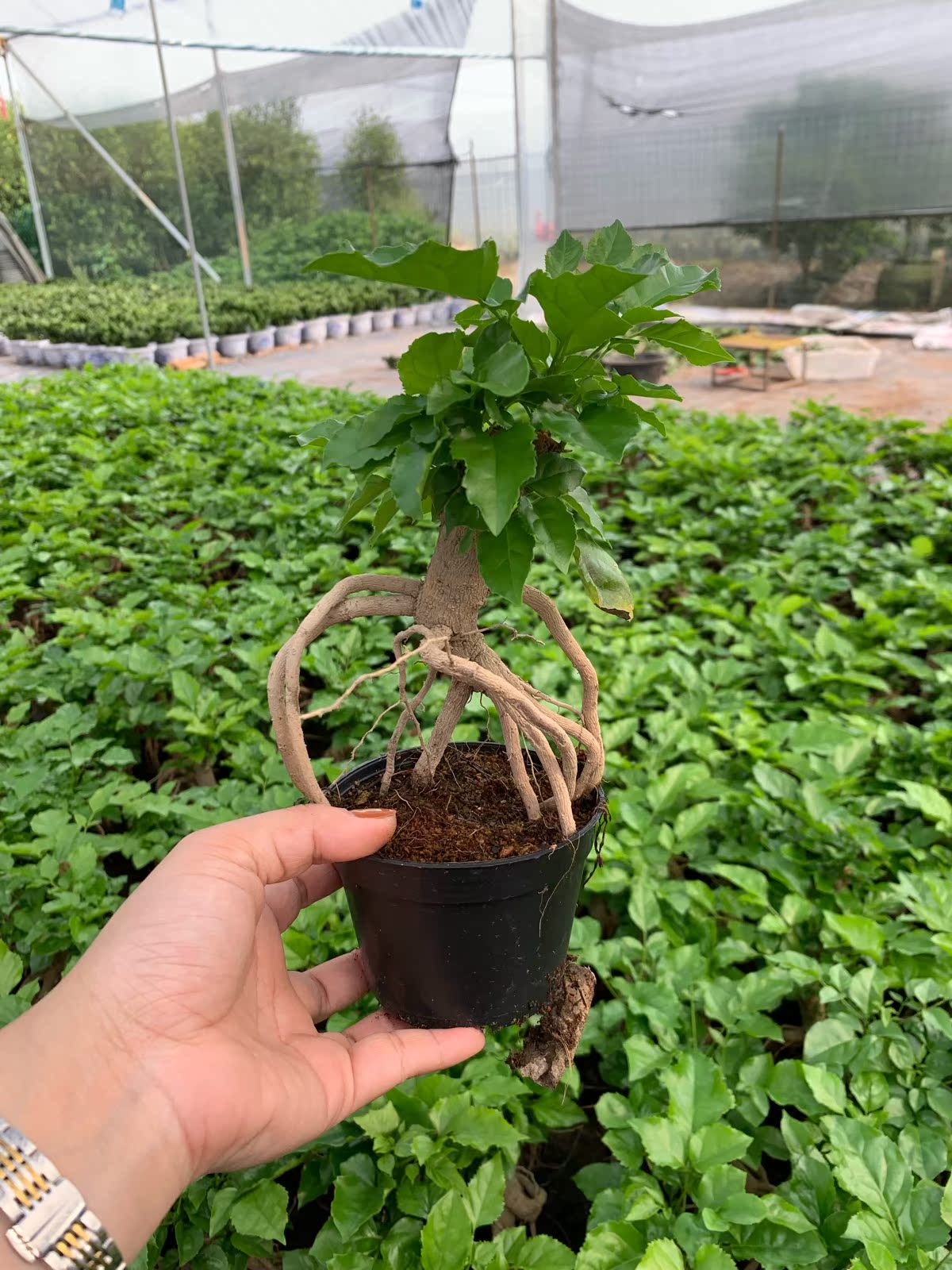 提根幸福树小盆栽植物盆景办公室内老桩吸甲醛四季常青绿植发财树在类目 鲜花速递/花卉仿真/绿植园艺, 花卉/绿植盆栽(新), 绿植中 - 来自Buy2taobao.com提供专业的淘宝代购服务