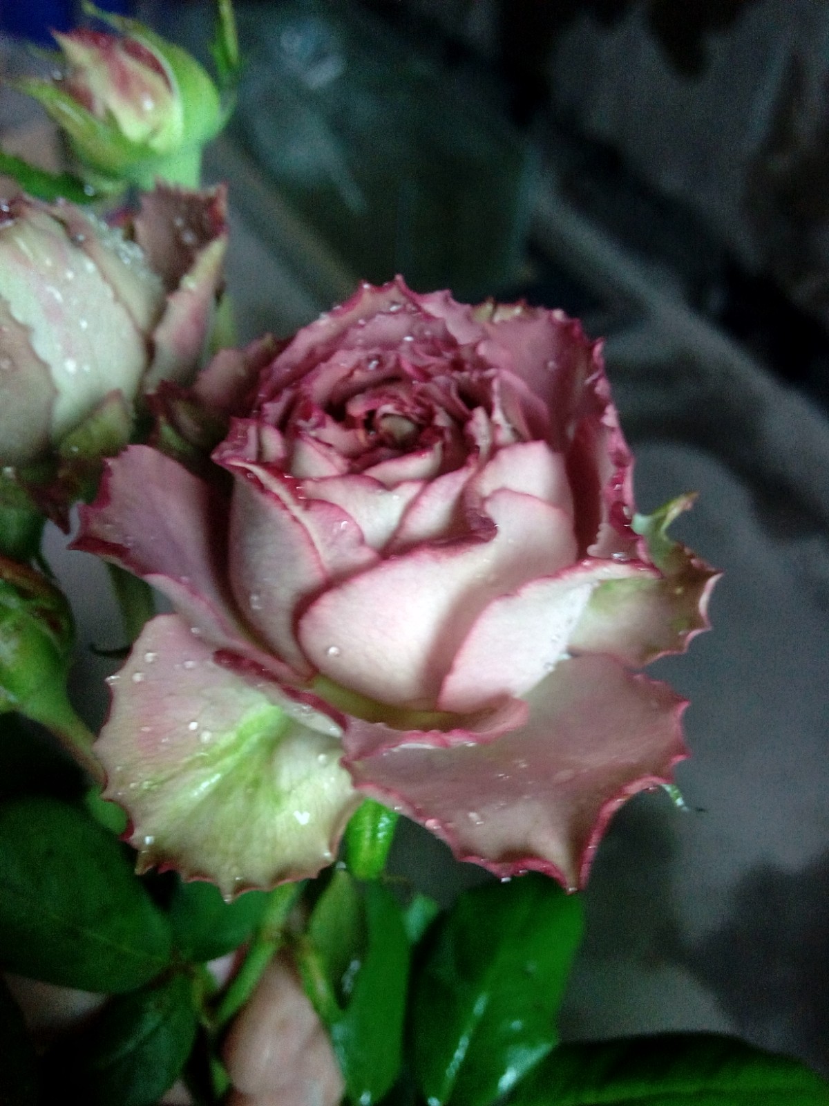 download TaoBao Shopping coupon App (Buyer mother),Rose seedlings For details, please consultin the Flower delivery/Flowers simulation/Plants gardening , Flowers/Potted plants (New) , Flowers category - from Buy2taobao.com to provide professional Taobao agent buy service