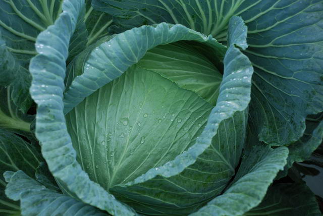 West Park Flat ball Cabbage domestic Spring and autumn season Vegetables seed Planting basein the Agricultural Machinery/Farm tools/Plastic sheeting , Agricultural Tools , Irrigation Tools category - from Buy2taobao.com to provide professional Taobao agent buy service