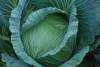 West Park Flat ball Cabbage domestic Spring and autumn season Vegetables seed Planting base West Park Flat ball Cabbage domestic Spring and autumn season Vegetables seed Planting base