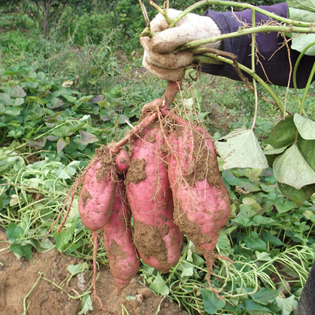 农家自种植番薯山芋新鲜蔬菜黄心地瓜新沙地红薯500g食用农产品在类目 水产肉类/新鲜蔬果/熟食, 新鲜蔬菜/蔬菜制品, 新鲜蔬菜, 番薯中 - 来自Buy2taobao.com提供专业的淘宝代购服务