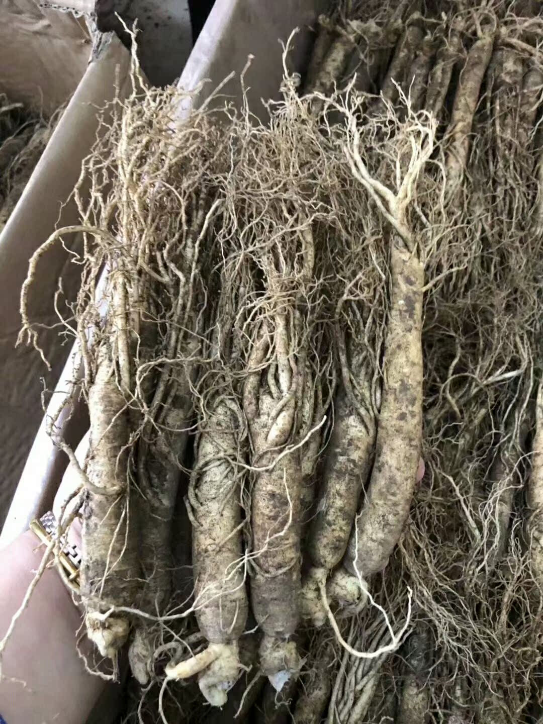Changbai Fresh ginseng Fresh ginseng Single 25 about 8 yuan 6in the Traditional nourishing food , Ginseng tonic , Ginseng/Garden ginseng category - from Buy2taobao.com to provide professional Taobao agent buy service