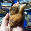 Seafood Shanghai Aquatic products Fresh wild Dalian Venosa Conch Conch Babylonia 500g Shunfeng Seafood Shanghai Aquatic products Fresh wild Dalian Venosa Conch Conch Babylonia 500g Shunfeng