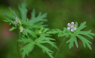 新鲜野生野菜 刺龙牙苗 树头芽苗 刺嫩芽苗 刺老芽苗