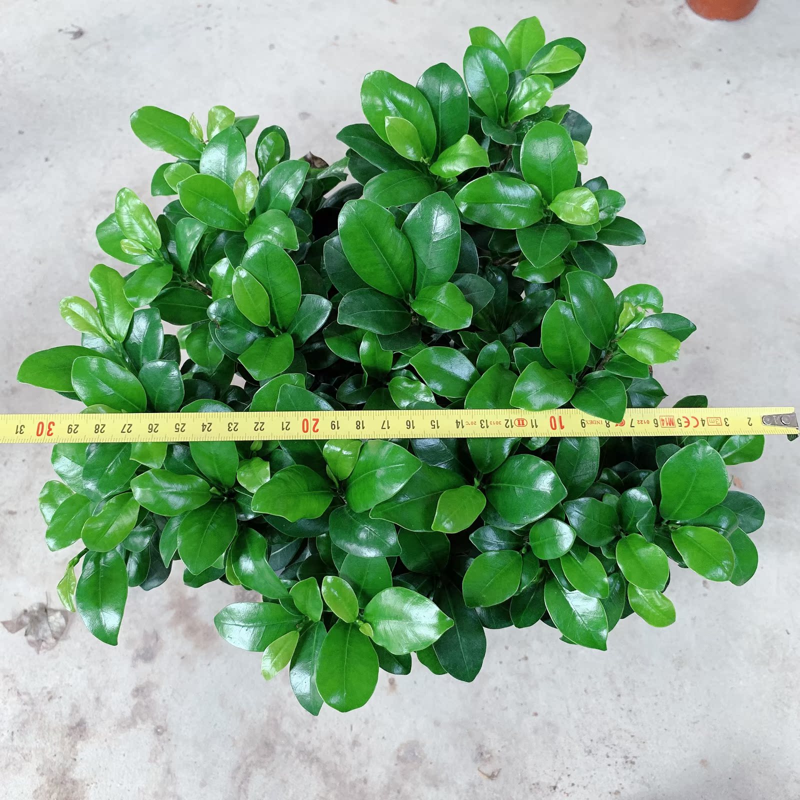 榕樹盆景小葉榕提根造型盆栽四季常青淨化空氣綠植室內室外好養活在類目 鮮花速遞/花卉仿真/綠植園藝, 花卉/綠植盆栽(新), 綠植中 - 來自Buy2taobao.com提供專業的淘寶代購服務