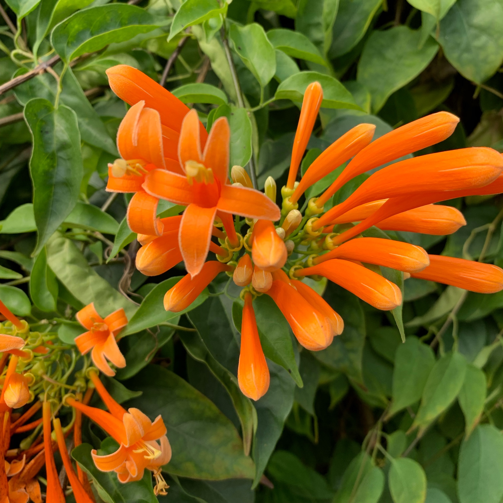 Firecracker flower Peak Flower seedlings Climbing Botany Climbing flowers and plants balcony Wall courtyard Four seasons Potted plant Morning gloryin the Flower delivery/Flowers simulation/Plants gardening , Flowers/Potted plants (New) , Plants category - from Buy2taobao.com to provide professional Taobao agent buy service