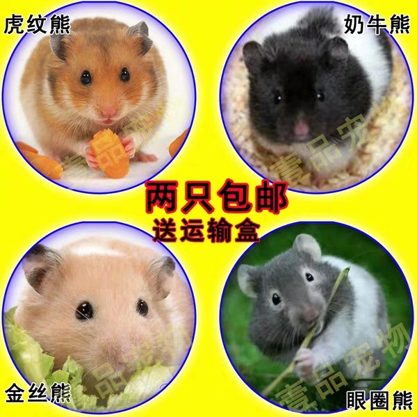 Yunnan Good mood Watkins Bear Tiger Dairy cow Eye socket living thing Hamsters Black Bearin the Pet/Pet food and supplies , Class pet hamsters and other small , Hamsters category - from Buy2taobao.com to provide professional Taobao agent buy service