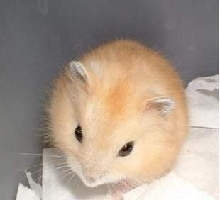 Pudding hamsters - Animals(likechinchillas)