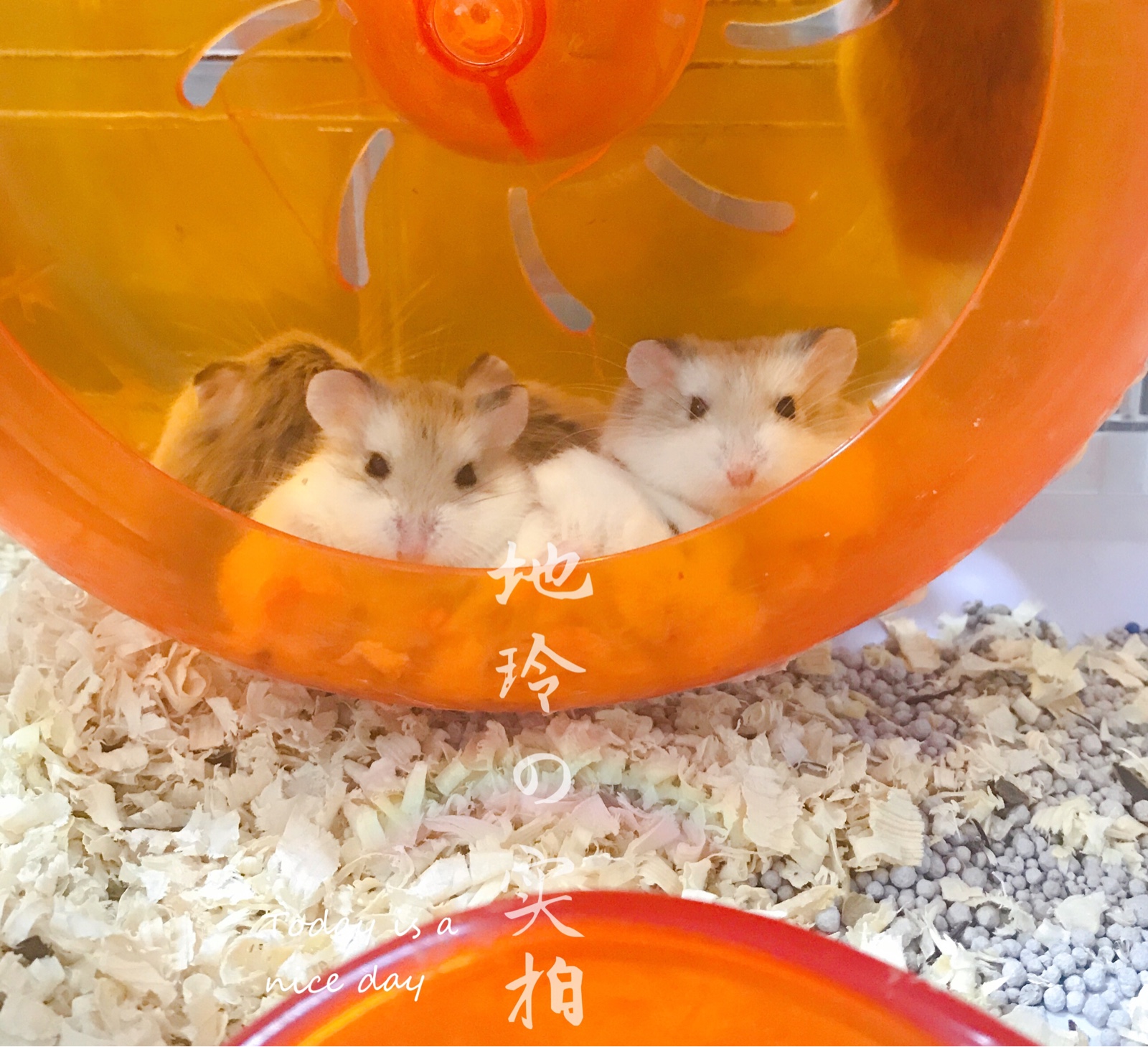 【*地玲家*】自家繁殖家养侏儒仓鼠活体-老公公 2只包邮送运输盒|msdalam kategori haiwan peliharaan/makanan haiwan dan bekalan, hamsters kelas haiwan peliharaan dan lain-lain kecil, Hamsters - dari Buy2taobao.com untuk memberikan perkhidmatan ejen Taobao profesional membeli