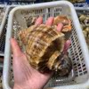 Shanghai Conch Fresh wild Day sea fresh Seafood Aquatic products 500g Shunfeng Shanghai Conch Fresh wild Day sea fresh Seafood Aquatic products 500g Shunfeng