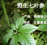 新茶上市 野生绞股蓝茶 甘味七叶绞股蓝 南山七叶参 凤翅茶