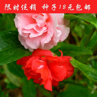 云南名贵 茶花种子 盆栽花卉种子 朱砂紫袍 大紫袍 雪皎0.2元1粒