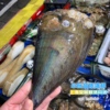 Shanghai Fresh Tape wild Scallop Deep sea Green Bay barbecue Shellfish Aquatic products Shanghai Fresh Tape wild Scallop Deep sea Green Bay barbecue Shellfish Aquatic products