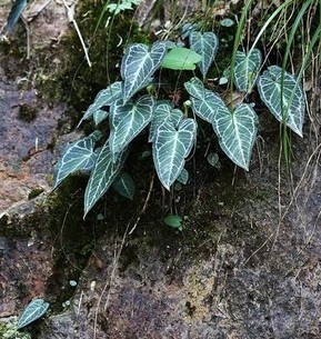 野生新鲜斑叶滴水珠岩芋石半夏独角莲山半夏独叶一枝花石