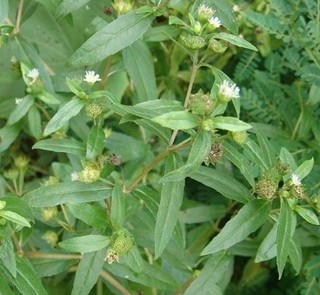 新鲜野生野菜 刺龙牙苗 树头芽苗 刺嫩芽苗 刺老芽苗