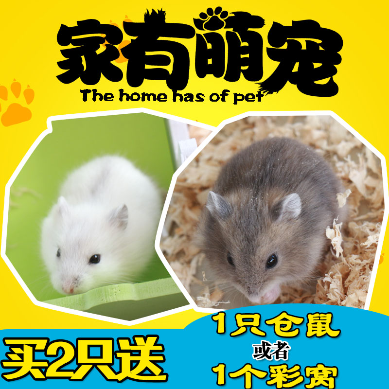 宠物仓鼠活体仓鼠宝宝活体银狐宠物鼠布丁仓鼠宝宝紫仓三线仓鼠|ruв категории животное/Животное питание и принадлежностей, хомяк класса и других малых животное, хомяк - от Buy2taobao.com для оказания профессиональной услуги покупки агента Taobao