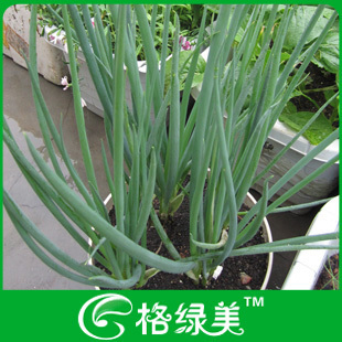 小香葱蔬菜种子阳台种菜盆栽高出芽率精装满38包邮