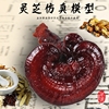 灵芝模型小中大号赤灵芝仿真模型工艺品灵芝摆件观赏店铺灵芝模型 灵芝模型小中大号赤灵芝仿真模型工艺品灵芝摆件观赏店铺灵芝模型