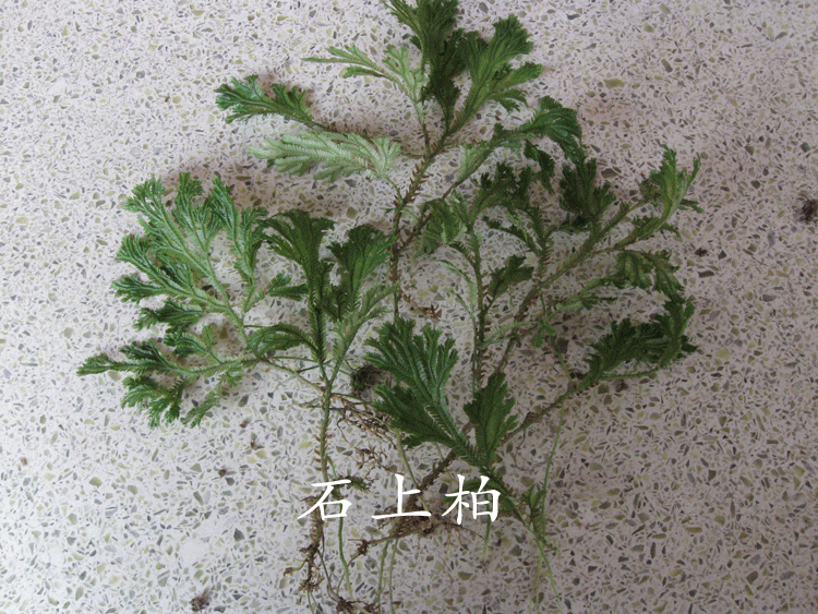 00元】青草药深绿卷柏 龙鳞草 石上柏 梭罗草 山扁柏 金龙草 麒鳞草